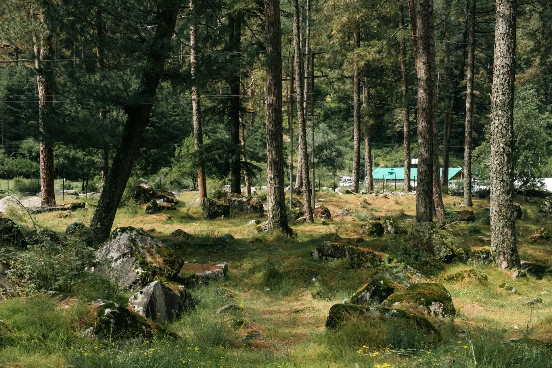 a group of rocks and trees in a forest